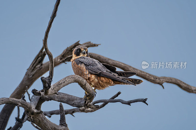 澳大利亚业余猎鹰(Falco longipennis)